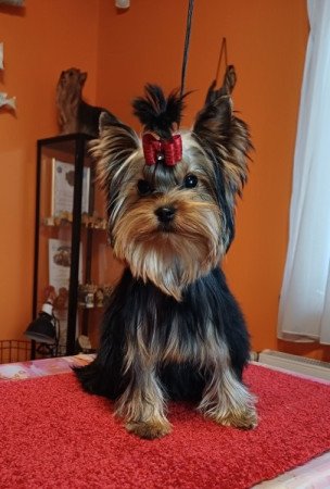 Yorkshire terrier