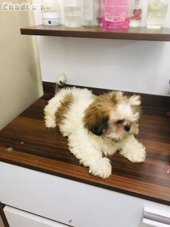 shih tzu kölykök örökbefogadásra