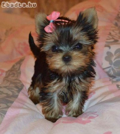 Yorkshire terrier kölykök