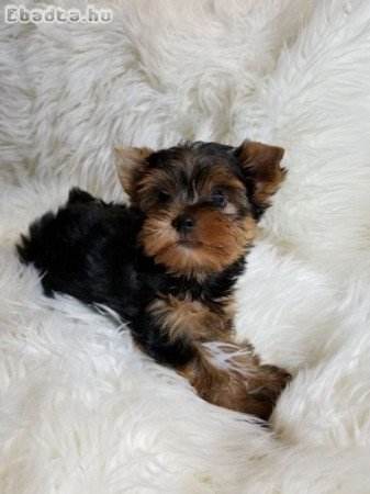 Yorkshire terrier kölykök