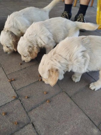 Golden retriever