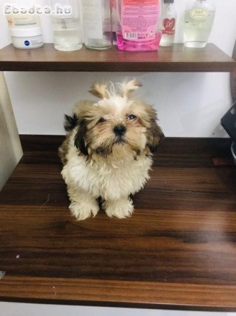 shih tzu kölykök örökbefogadásra