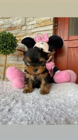 Yorkshire terrier