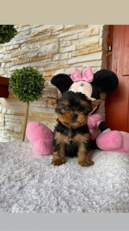 Yorkshire terrier