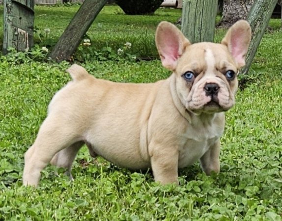 Francia bulldog