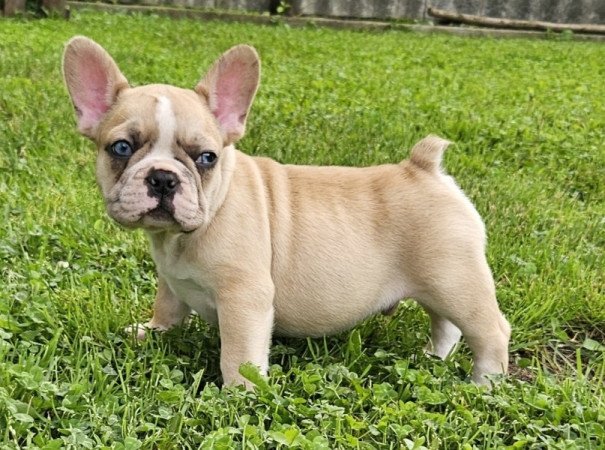 Francia bulldog