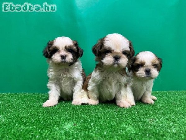 shih tzu kölykök örökbefogadásra