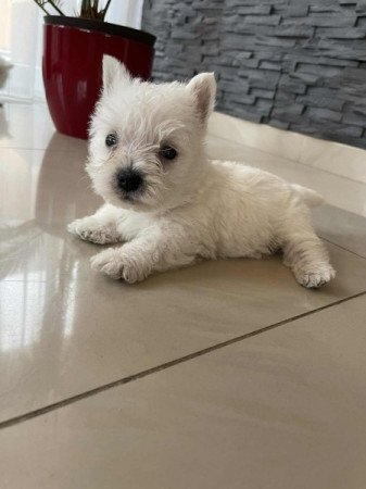 Westie