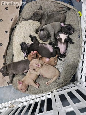 Registered Boosted American Bullies for adoption