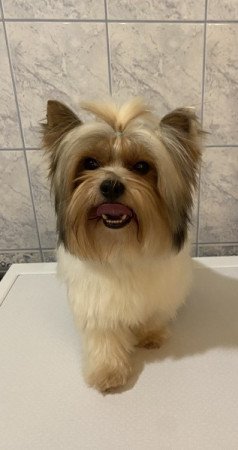 Yorkshire terrier