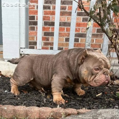 Registered Boosted American Bullies for adoption