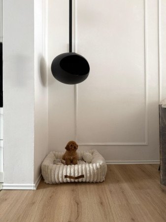 Máltai+uszkár=Maltipoo havanese bichon