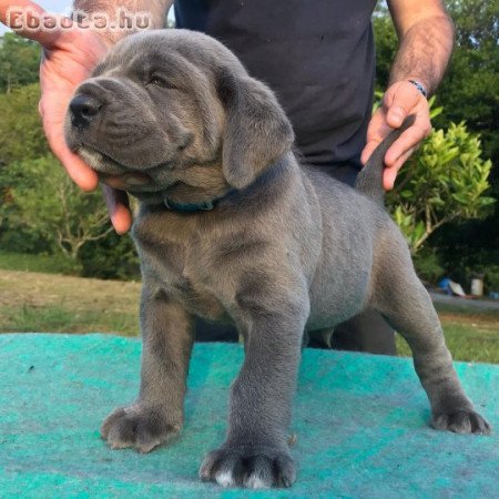 Cane corso puppies for adoption