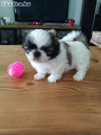 shih tzu kölykök örökbefogadásra