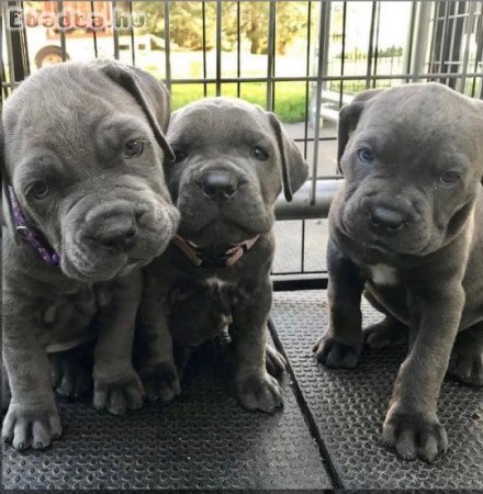 Cane corso puppies for adoption