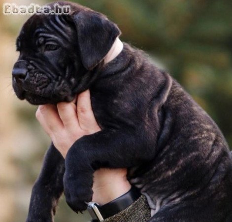 Cane corso puppies for adoption