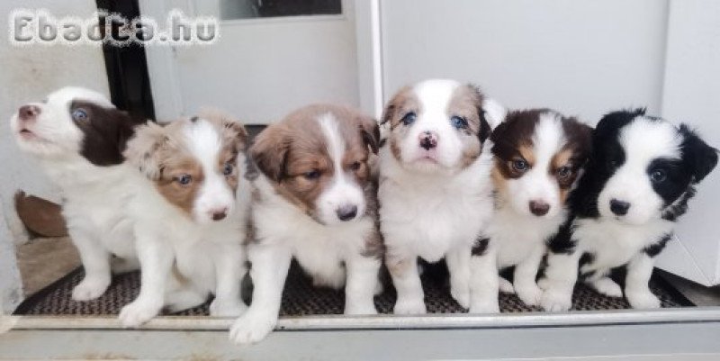 Border Collie kiskutyák