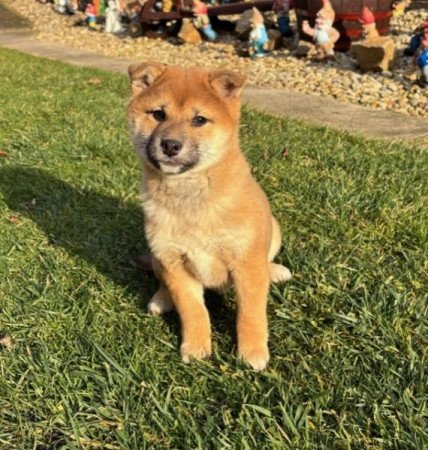 Shiba inu