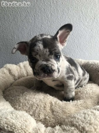 Francia bulldog kiskutyák