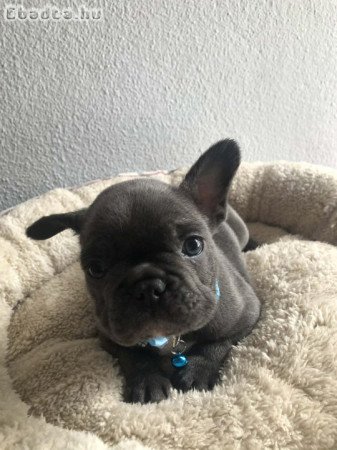 Francia bulldog kiskutyák