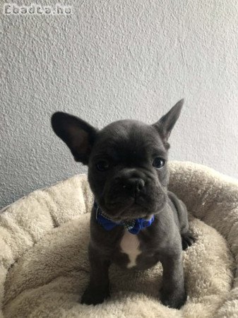 Francia bulldog kiskutyák