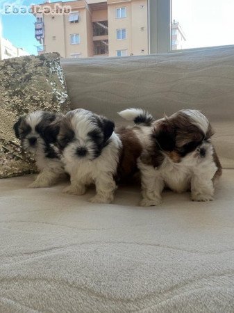 shih tzu kölykök örökbefogadásra