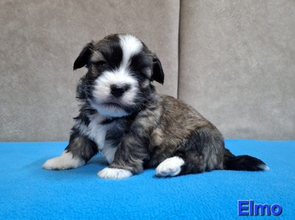 Bichon havanese