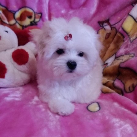 Bichon Havanese