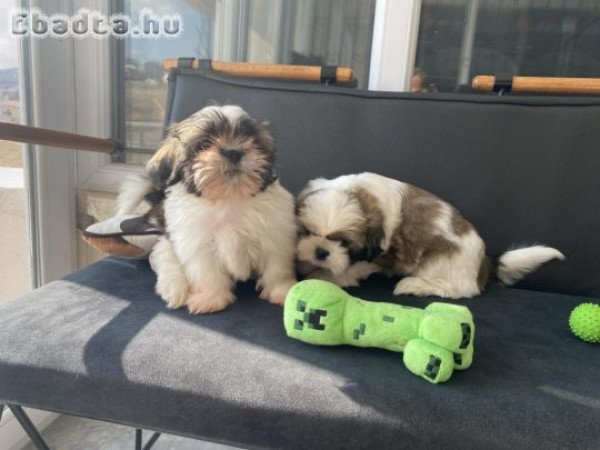 shih tzu kölykök örökbefogadásra