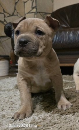 Amerikai staffordshire terrier