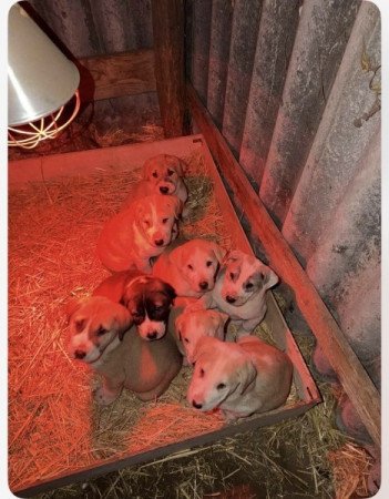 Közép Ázsiai Juhász kutya