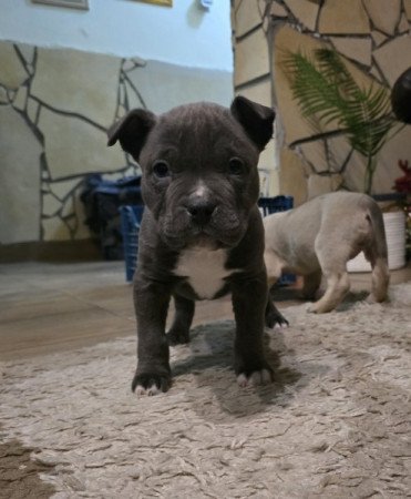 Amerikai staffordshire terrier