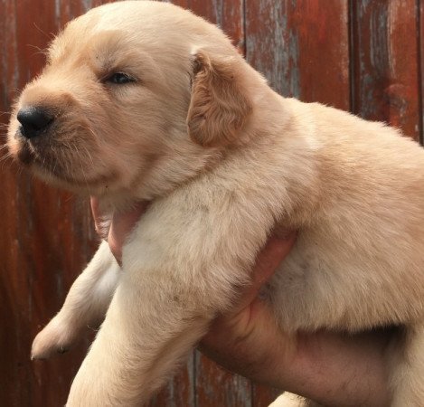 Golden retriever