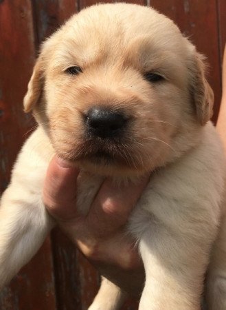 Golden retriever