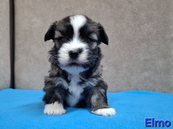 Bichon havanese