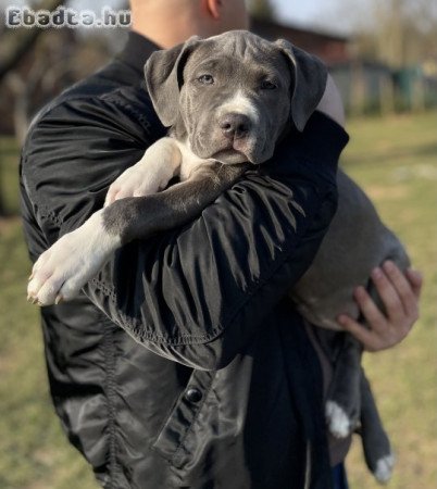 ABKC American Bully XL kék színű kislány!