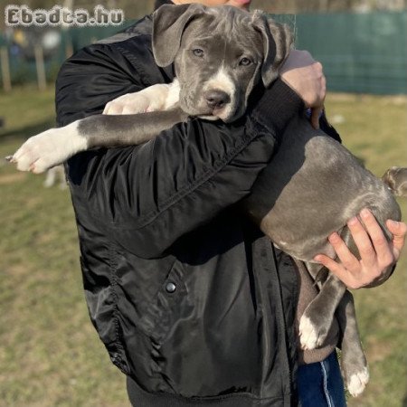 ABKC American Bully XL kék színű kislány!