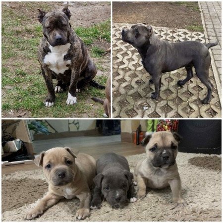 Amerikai staffordshire terrier