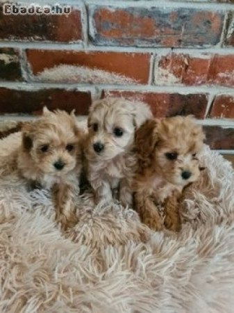 Maltipoo Törpe uszkàr Bichon havanese kiskutyák