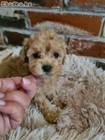 Maltipoo Törpe uszkàr Bichon havanese kiskutyák