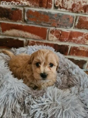 Maltipoo Törpe uszkàr Bichon havanese kiskutyák