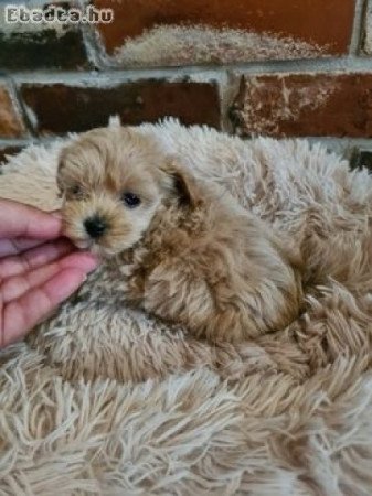 Maltipoo Törpe uszkàr Bichon havanese kiskutyák