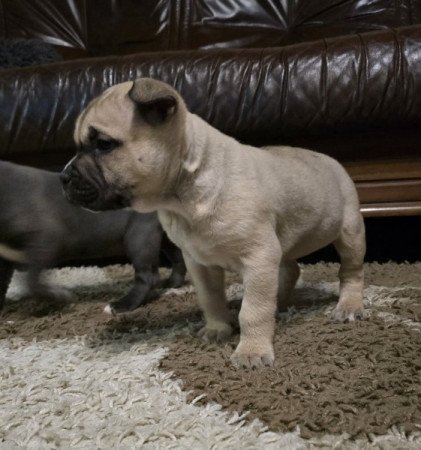 Amerikai staffordshire terrier