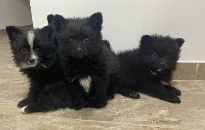 Pomerániai Törpe Spitz