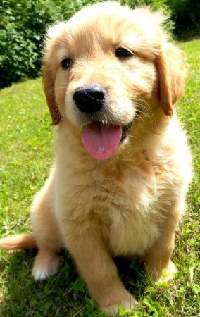 Golden retriever