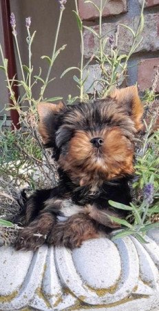 Yorkshire terrier