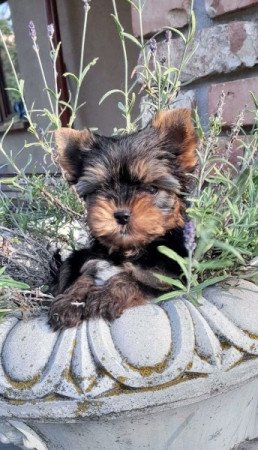 Yorkshire terrier