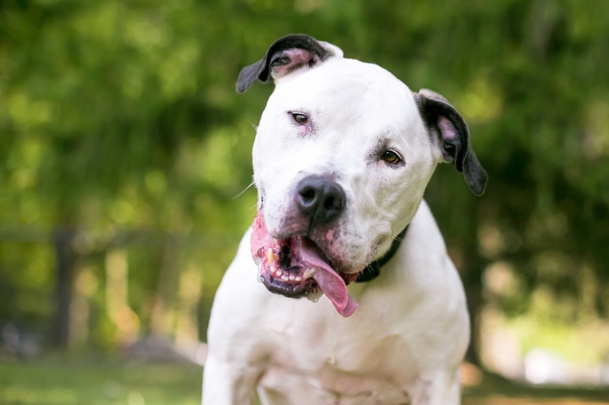 Saját kutyája ölte meg a férfit