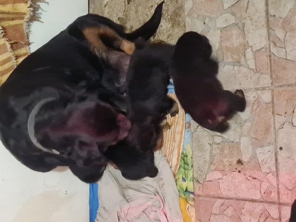 Rottweiler