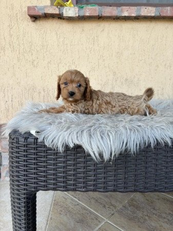 Cavapoo